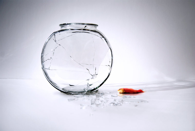 fish_out_of_water_by_run421