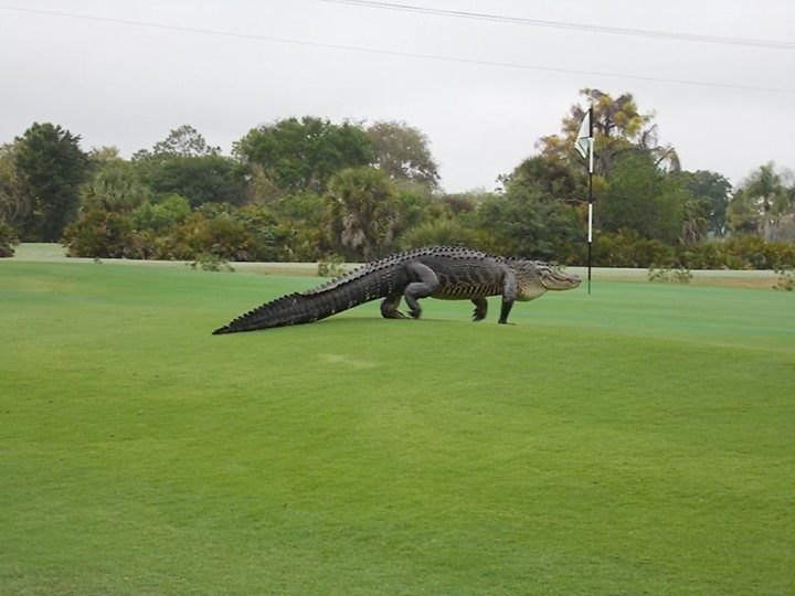 A Dinosaur-Alligator Wandered Onto a Florida Golf Course And Probably Scared The Shit Out of People