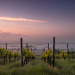 An Italian Heist Ended With Over $200,000 Worth Of Wine Being Stolen