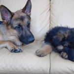 Screen Shot 2016-08-30 at 2.04.18 PM