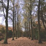 Nothing Seems As Strange As When The Leaves Begin To Change