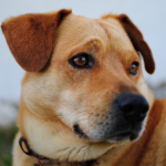 Someone Anonymously Donated $8,000 To An Animal Shelter In Pasadena, Is A Ray Of Hope In A Dark World