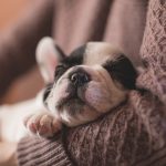 Research Behind How Much Your Dog Actually Loves You Will Make You Love Your Dog Even More