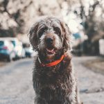 So You Want To Get A Dog For Your Significant Other This Christmas