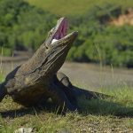 shutterstock_409298683