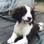 I Got A Puppy And Became The Most Insufferable Person On Social Media Ever