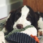 Shit You Should Definitely Buy Before Getting A Puppy